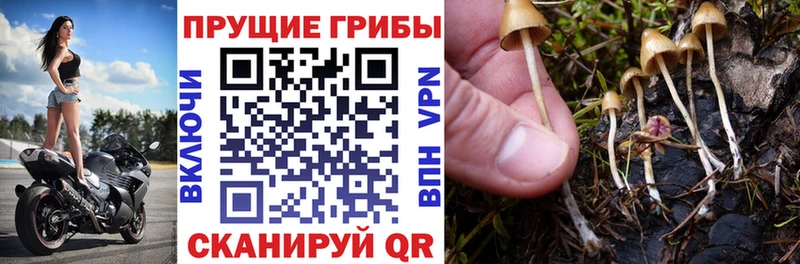 Псилоцибиновые грибы GOLDEN TEACHER  Новая Ляля 